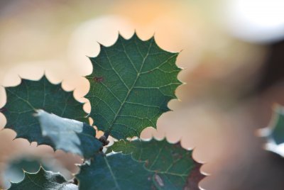 Quercus coccifera - dub kermesový (2)